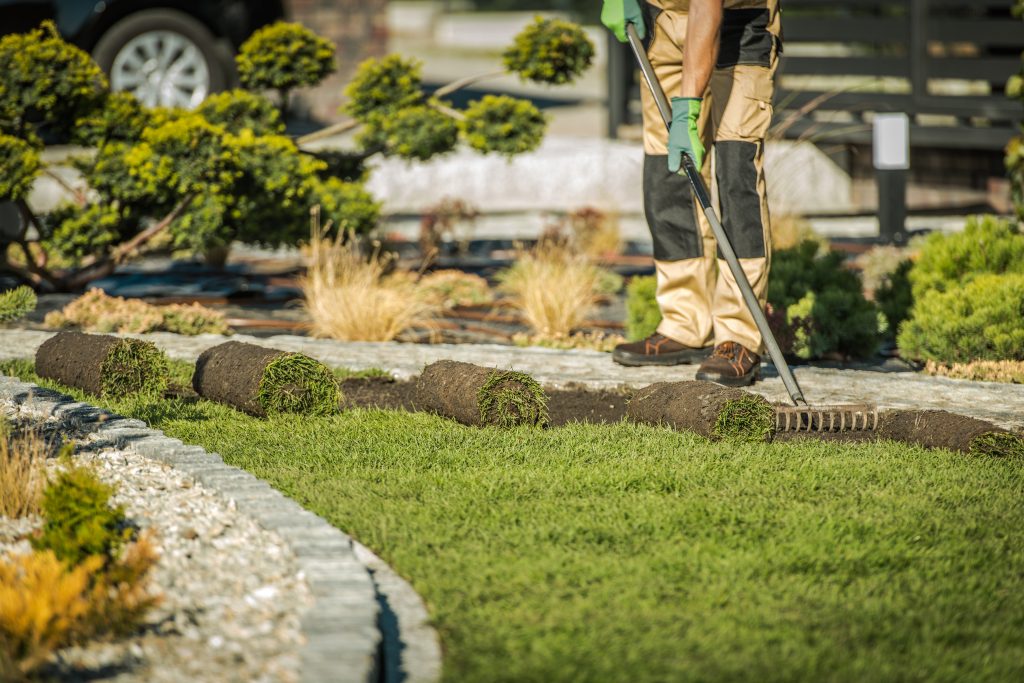 Male Landscaping Worker Raking Soil And Laying Rolls Of Sod.